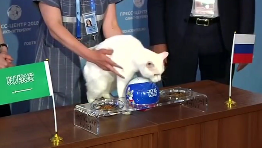 Psychic Cat Predicts World Cup 2018 (Watch)