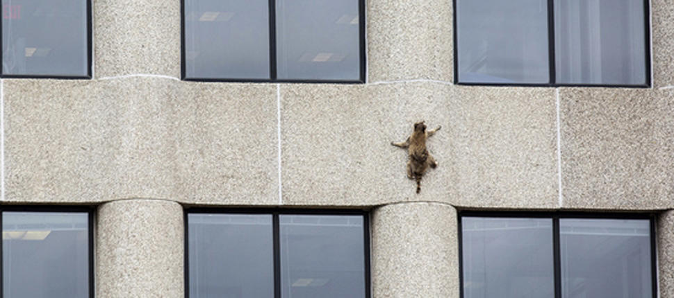 Raccoon scales minnesota building, captivating the public (Photo)