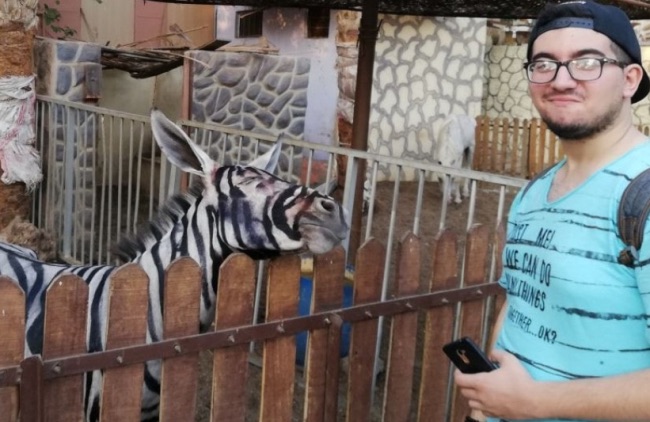 Egypt Zoo Tries to Pass Off Painted Donkey As Zebra