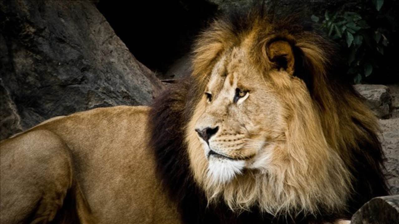 Lions Kill Rhino Poachers On Game Reserve