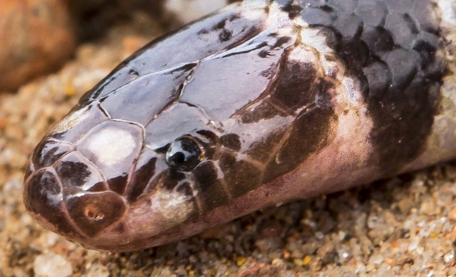 New poisonous Snake Discovered In Australia, but it's in Danger