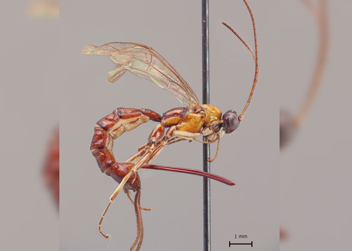 New wasp species discovered in the Amazon forests