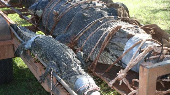 Rangers capture crocodile weighing 600 kg (Photo)