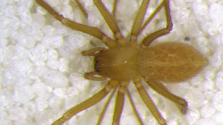 Translucent Spider Discovered Living in Muddy Indiana Cave (Photo)