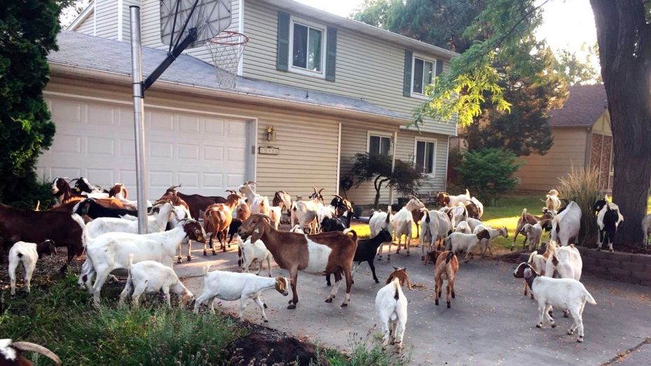 Escaped goats invading Boise neighborhood (Watch)