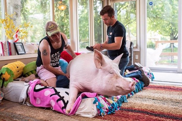 Esther the Wonder Pig diagnosed with cancer after CT scan