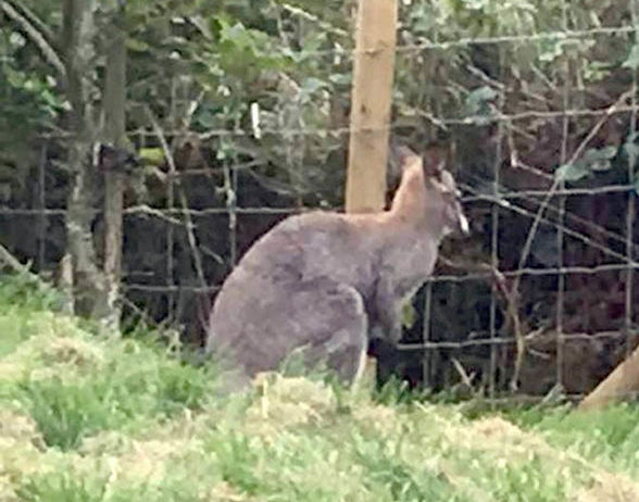Wallaby escapes from animal park in Filey, Report