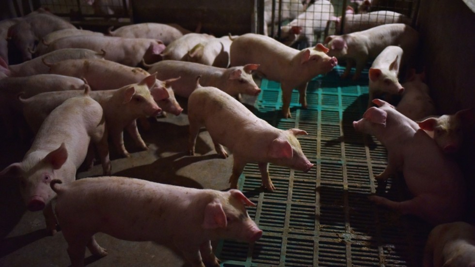 African swine fever worldwide: kills 80 pigs and 379 culled