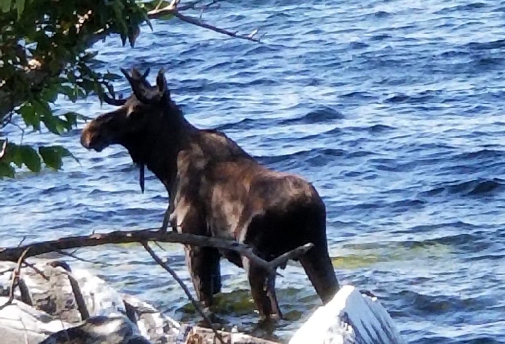 Moose Drowns in lake After Being Scared by People Taking Pictures