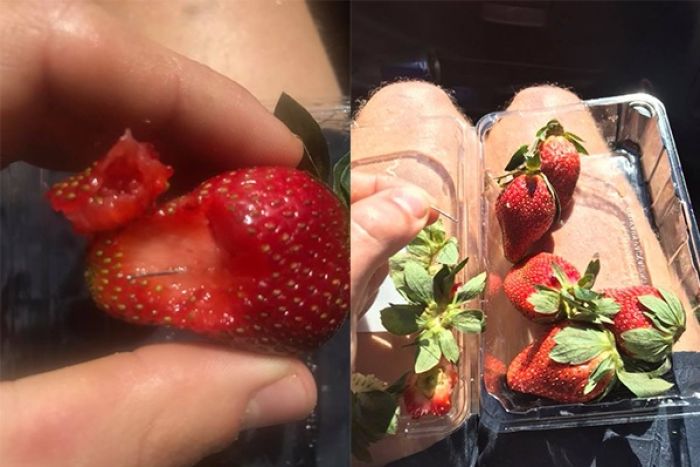 Needles In Australian strawberries? Hunt for clues after needles found in supermarket