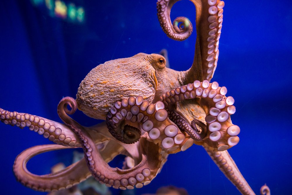 Octopuses on ecstasy: What Happened Was Profound