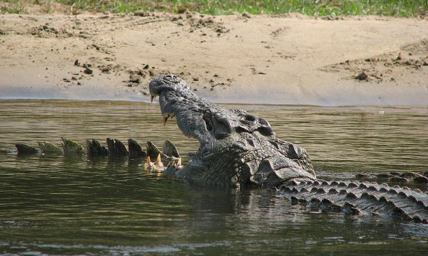 African crocodile species found hiding in plain sight