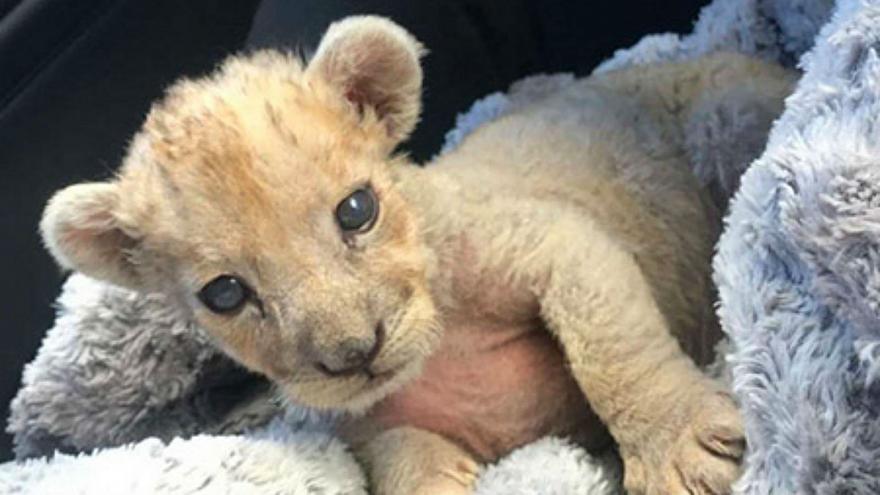 Lion cub in garage, a day after another is found in Paris (Reports)