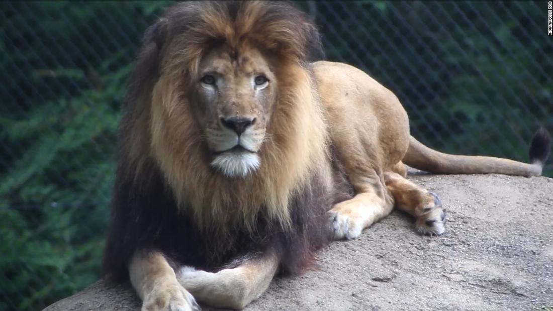 Lioness In Indianapolis Zoo kills father of her three cubs