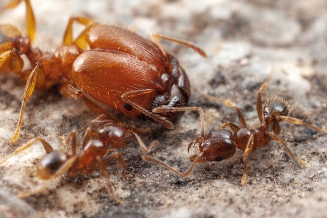 McGill Darwin: What makes giant soldier ants?
