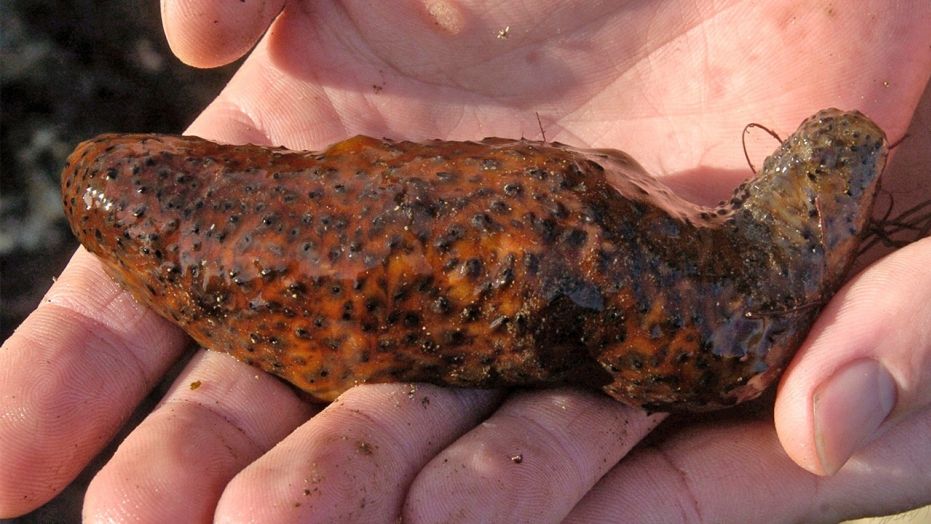 Sea cucumber prison: Seafood company owner gets two years, Report