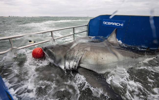 Shark breakthrough: Nova Scotia this fall on a hunch