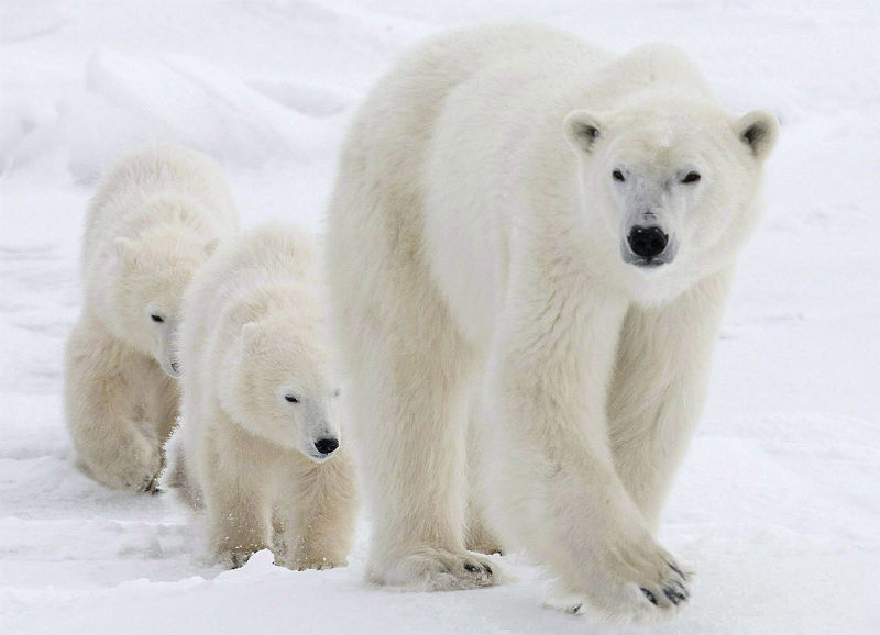 Nunavut Polar bears pose threat to Inuit, controversial report says