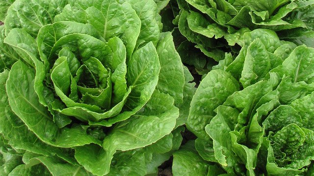 Romaine lettuce is safe to eat, but look for labels