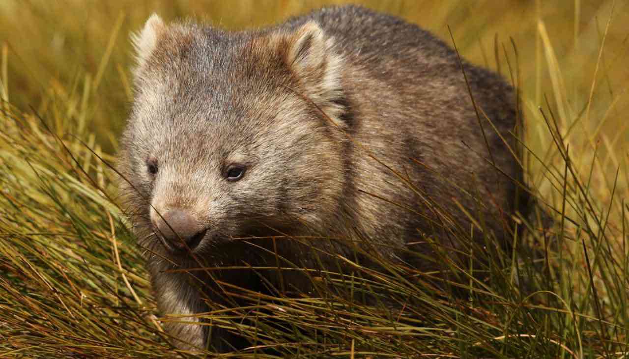 Wombat mystery solved: Georgia Scientists Solve Its Pooping Mystery