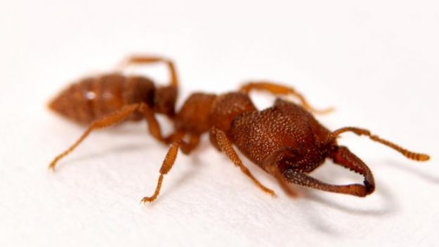 Ant fastest animal? its killer jaws are nature's fastest at 320km/h