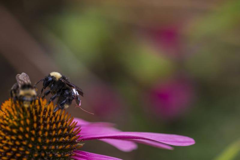 Bees with sensors to create ‘living IoT platform’ (Reports)