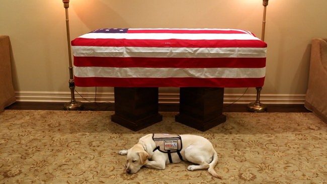Service dog 'Sully HW Bush' will go on to help wounded soldiers (Reports)